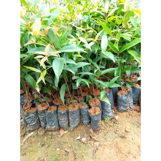 Cây giống hồng lộc