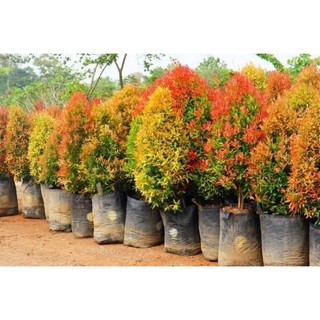 Cây giống hồng lộc