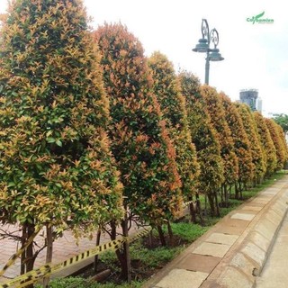 Cây giống hồng lộc