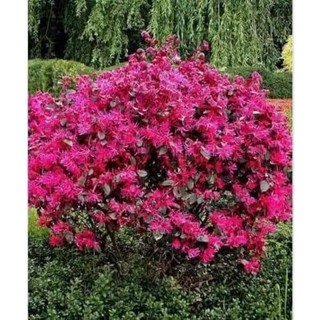 Cây giống hoa hồng phụng