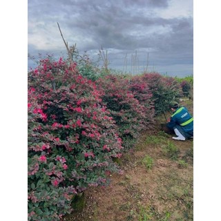 Cây giống hoa hồng phụng