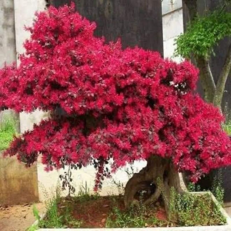 Cây giống hoa hồng phụng