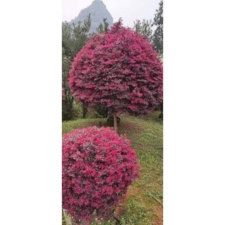 Cây giống hoa hồng phụng