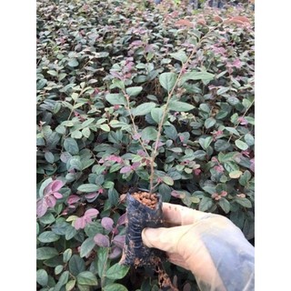 Cây giống hoa hồng phụng