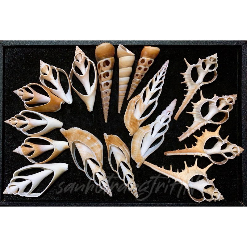 Vỏ ốc cắt lát - vỏ ốc trang trí - vỏ ốc handmade