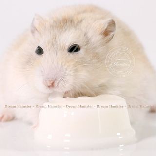 Pudding sữa dê Bucatstate cho hamster, thỏ, bọ, nhím, chinchillas...