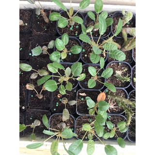 cây hoa Mặt Trời Dorstenia foetida