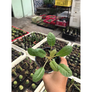cây hoa Mặt Trời Dorstenia foetida