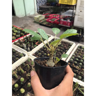 Cây hoa Mặt Trời