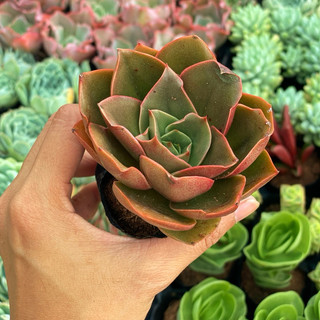 Sen đá hồng nhăn size bầu 5cm hư 1 đổi 1