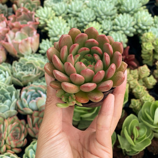Sen đá ruby đỏ size bầu 5cm hư 1 đổi 1