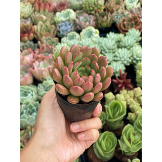 Sen Đá Ruby Đỏ Size Bầu 5cm  cây cảnh trang trí SENDABL