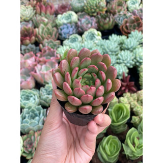 Sen Đá Ruby Đỏ Size Bầu 5cm  cây cảnh trang trí SENDABL