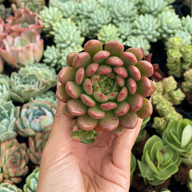 Sen Đá Ruby Đỏ Size Bầu 5cm  cây cảnh trang trí SENDABL
