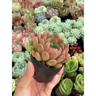 Sen Đá Ruby Đỏ Size Bầu 5cm  cây cảnh trang trí SENDABL