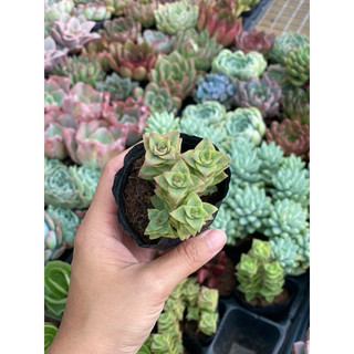 Sen đá xiên thịt size bầu hư 1 đổi 1