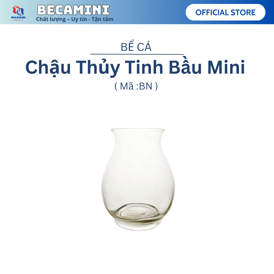 Chậu thủy tinh để bàn mini . chậu bầu mini