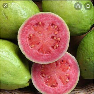 GIỐNG CÂY ỔI ĐÀO