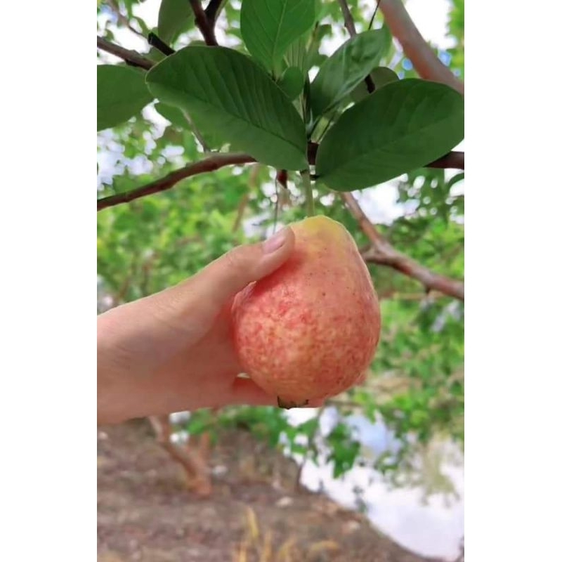 GIỐNG CÂY ỔI ĐÀO