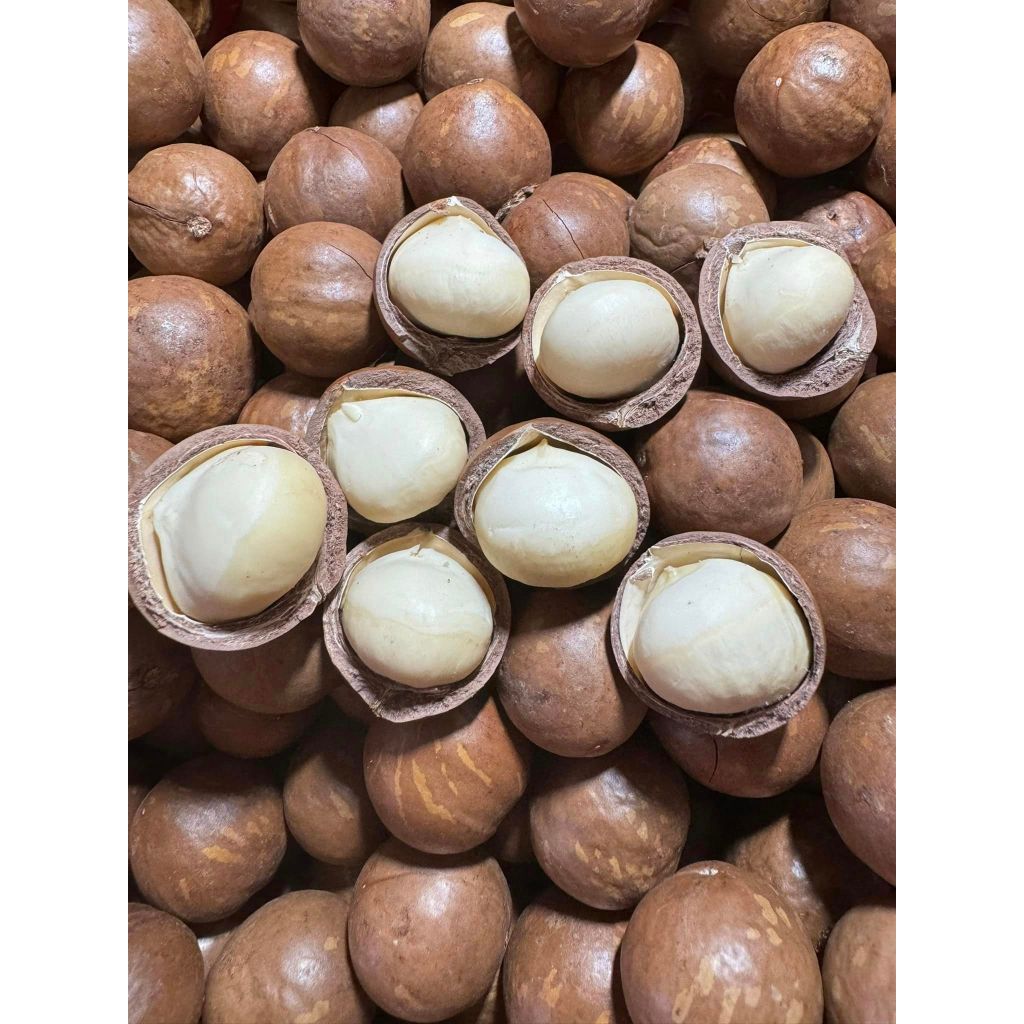 1kg hạt Macca tươi hữu cơ Tây Nguyên