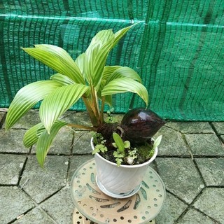Dừa bonsai thành phẩm