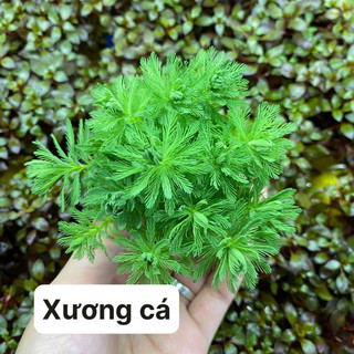 Cây Xương Cá Thuỷ Sinh (Cây Hậu Cảnh)