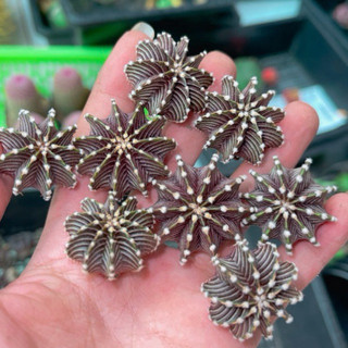 Xương rồng vos 1241 - size 2-2.5cm
