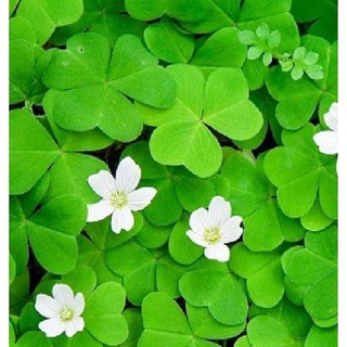 Hạt Giống Cỏ Ba Lá - gói 50gram- Cỏ may mắn giúp trang trí sân vườn, bồn cây