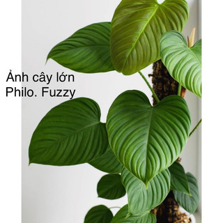 Kiểng lá/ cây trong nhà/ cây Philodendron Fuzzy Petiole