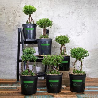 Thạch nam Mexico| Mexico Heather Plant| Cây có hoa