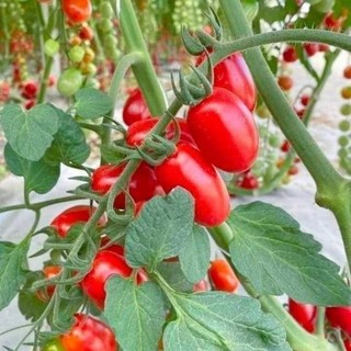 Hạt giống cà chua cherry ( đỏ ,vàng,đen)