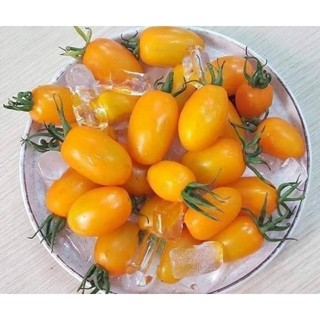 Hạt giống cà chua cherry ( đỏ ,vàng,đen)