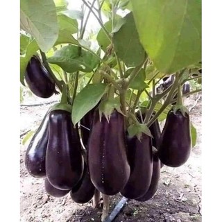 Hạt giống cà tím giọt nước.