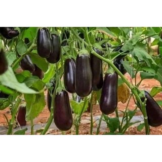 HẠT GIỐNG CÀ TÍM GIỌT NƯỚC.