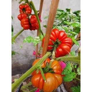 Hạt giống cà chua bí ngô( cà chua múi)
