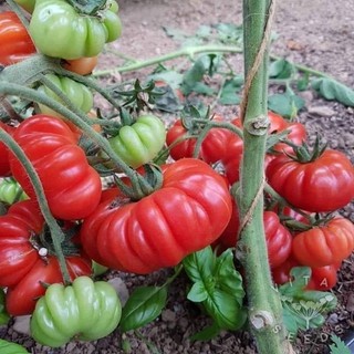 Hạt giống cà chua bí ngô