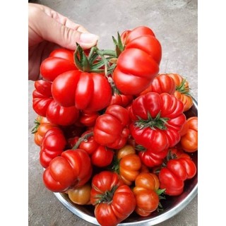Hạt giống cà chua bí ngô( cà chua múi)