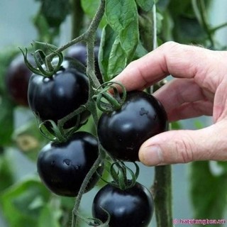 Hạt giống cà chua cherry ( đỏ ,vàng,đen)