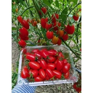 Hạt giống cà chua cherry
