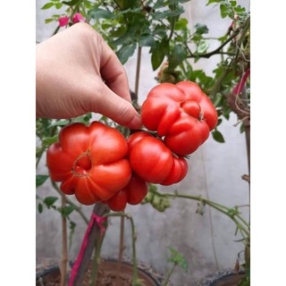Hạt giống cà chua bí ngô( cà chua múi)
