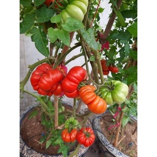 Hạt giống cà chua bí ngô( cà chua múi)