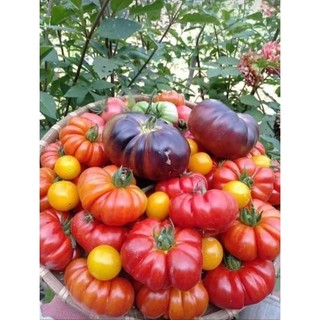 Hạt giống cà chua bí ngô( cà chua múi)