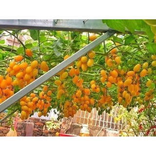 Hạt giống cà chua cherry ( đỏ ,vàng,đen)