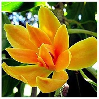 Cây giống ngọc lan hoa vàng hoa trắng