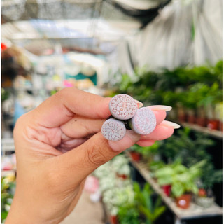Sen Thạch Lan Dòng Dinterthanus, Lithops Sen Mông 1,5-2cm