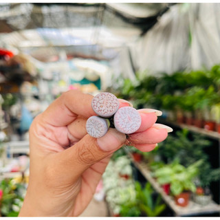 Sen Thạch Lan Dòng Dinterthanus, Lithops Sen Mông 1,5-2cm