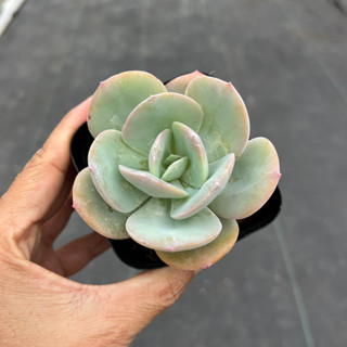 sen đá Sakura bèo nhật size nhở 5-6cm