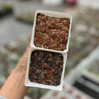 tổng hợp nhiều loại thạch lan, cono, hàng lạ, xem mô tả trên hình và trên clip