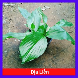 Cây Địa Liền - cây dược liệu nhiều công dụng tốt cho sức khỏe