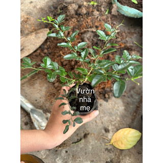 cây giống kim quýt con